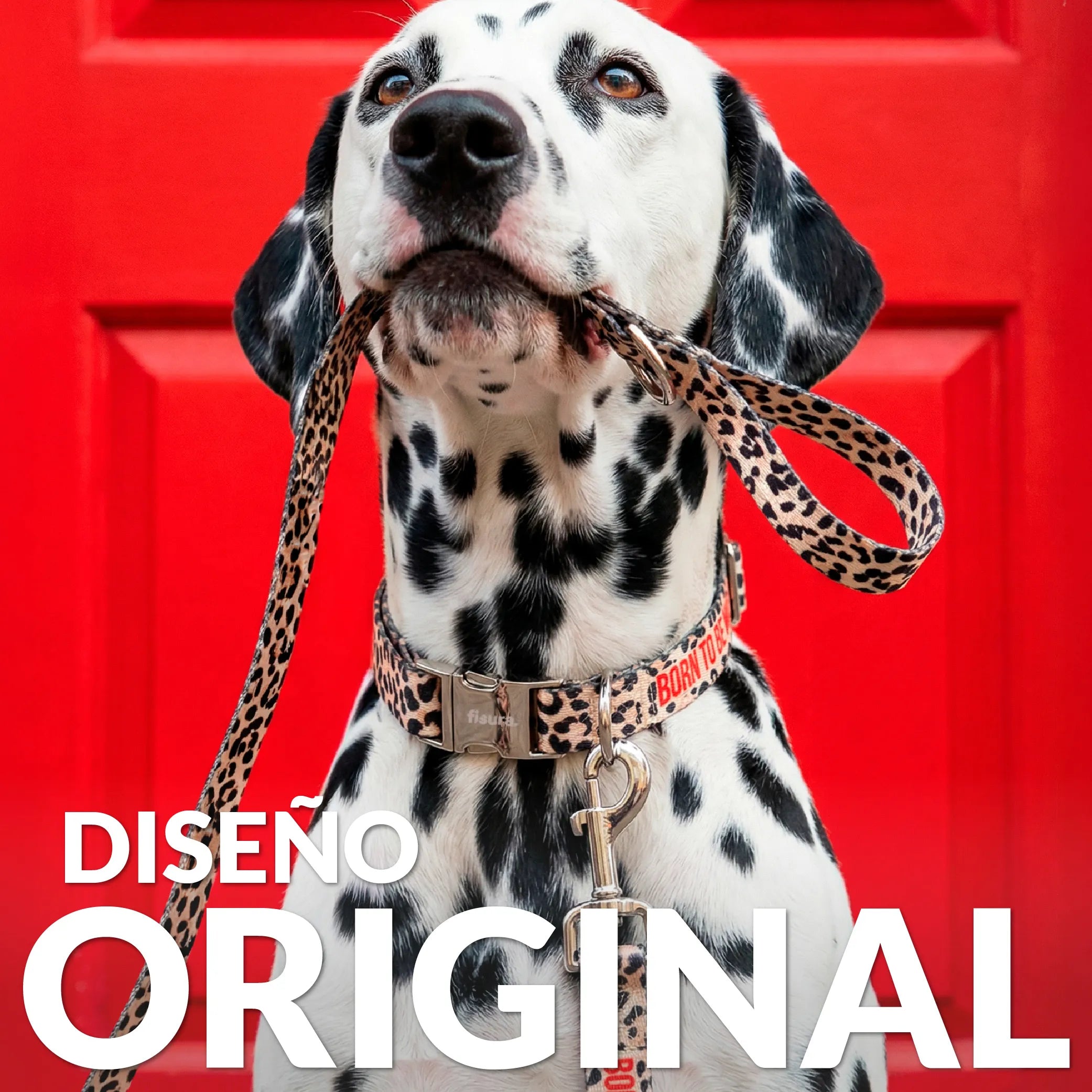 Pack de collar y correa "Born to be wild" L
