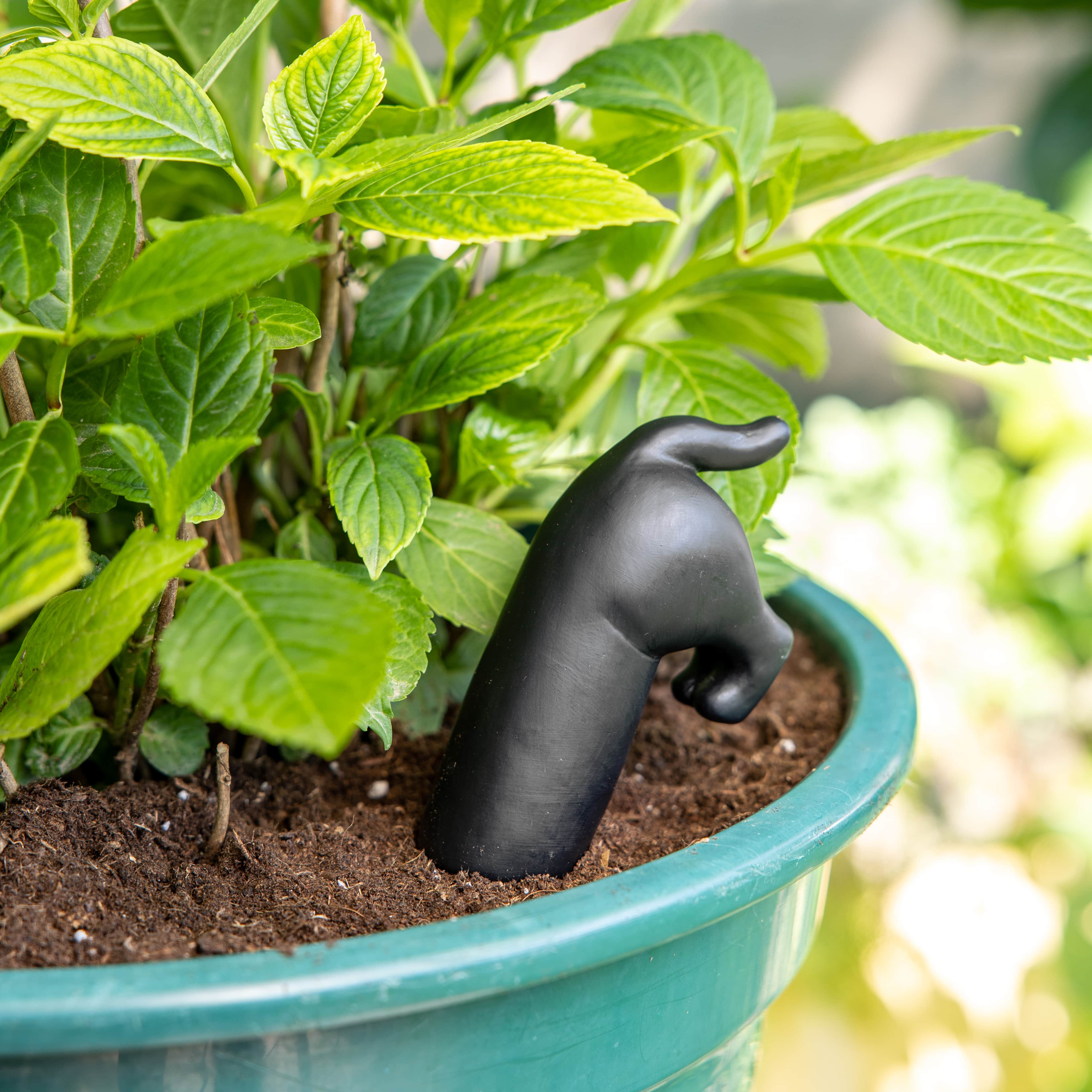 Autorriego perro negro