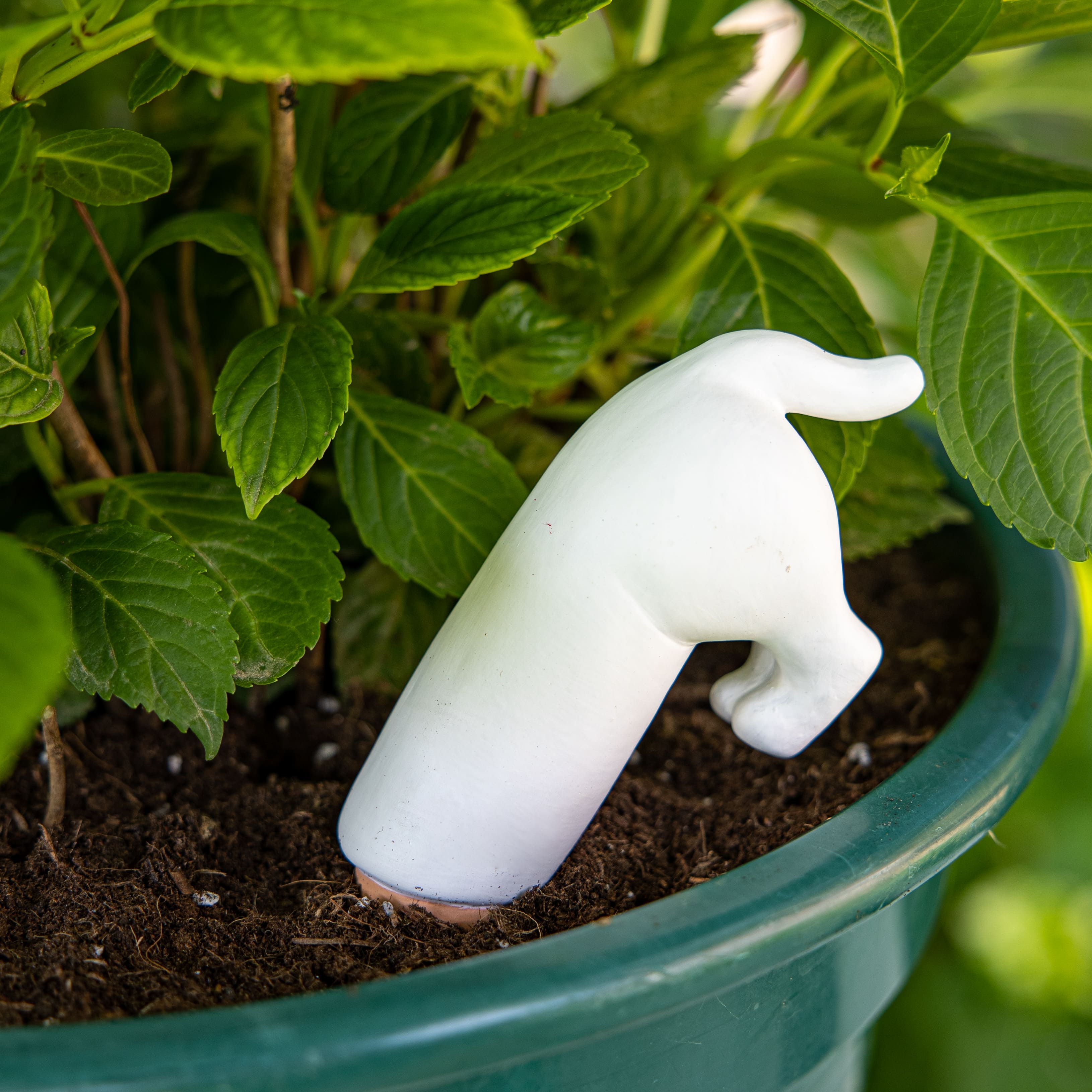 Autorriego perro blanco