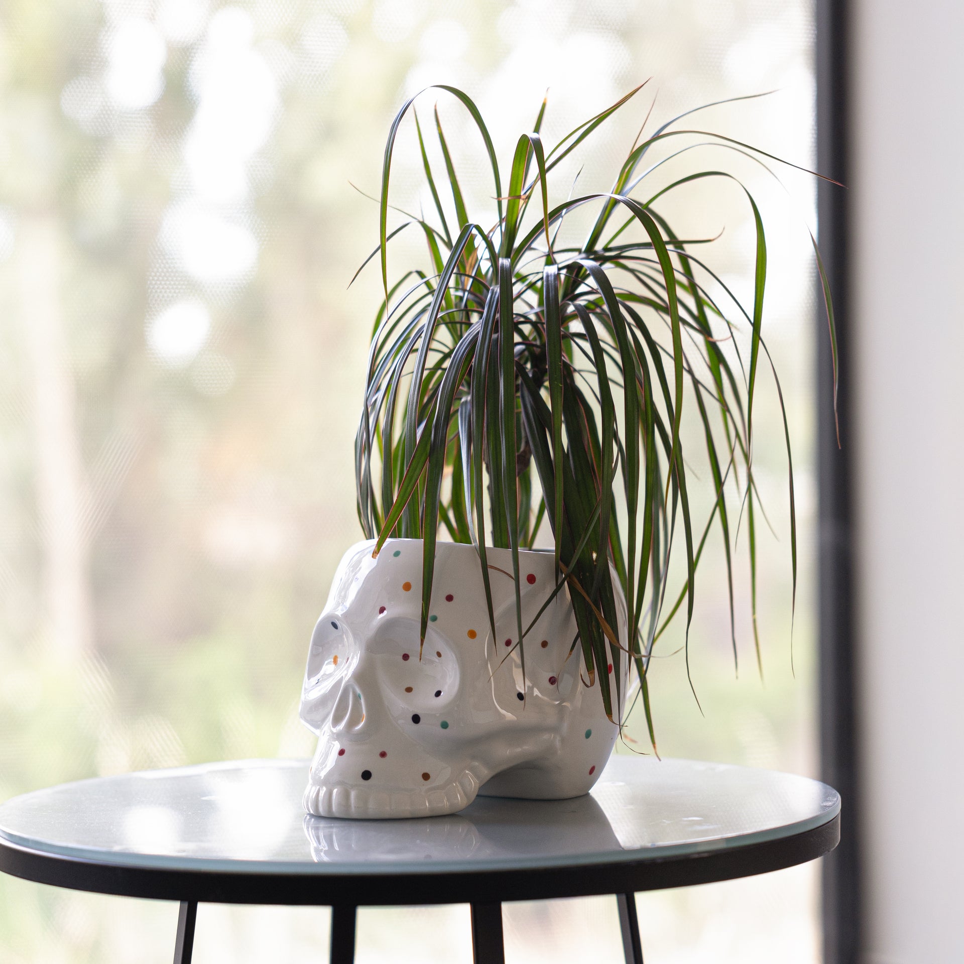 Macetero calavera "lunares"