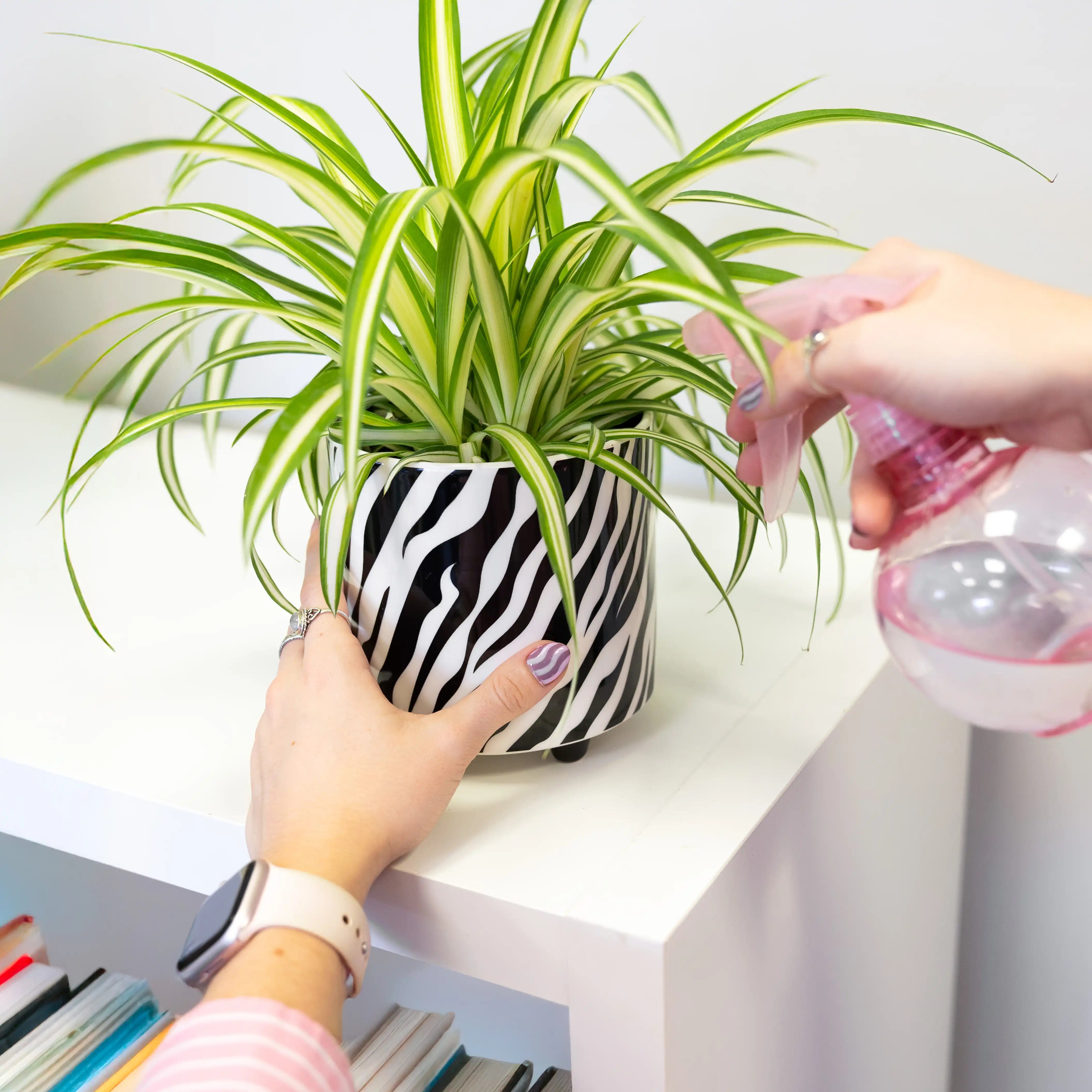 Macetero “Cebra”