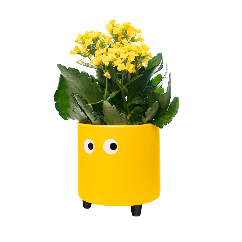 Macetero con ojos amarillo