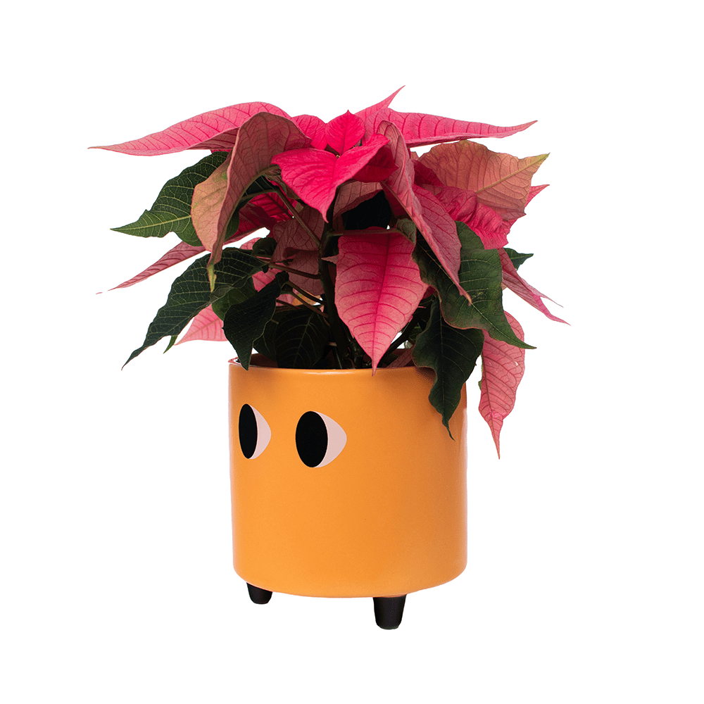 Macetero con ojos naranja