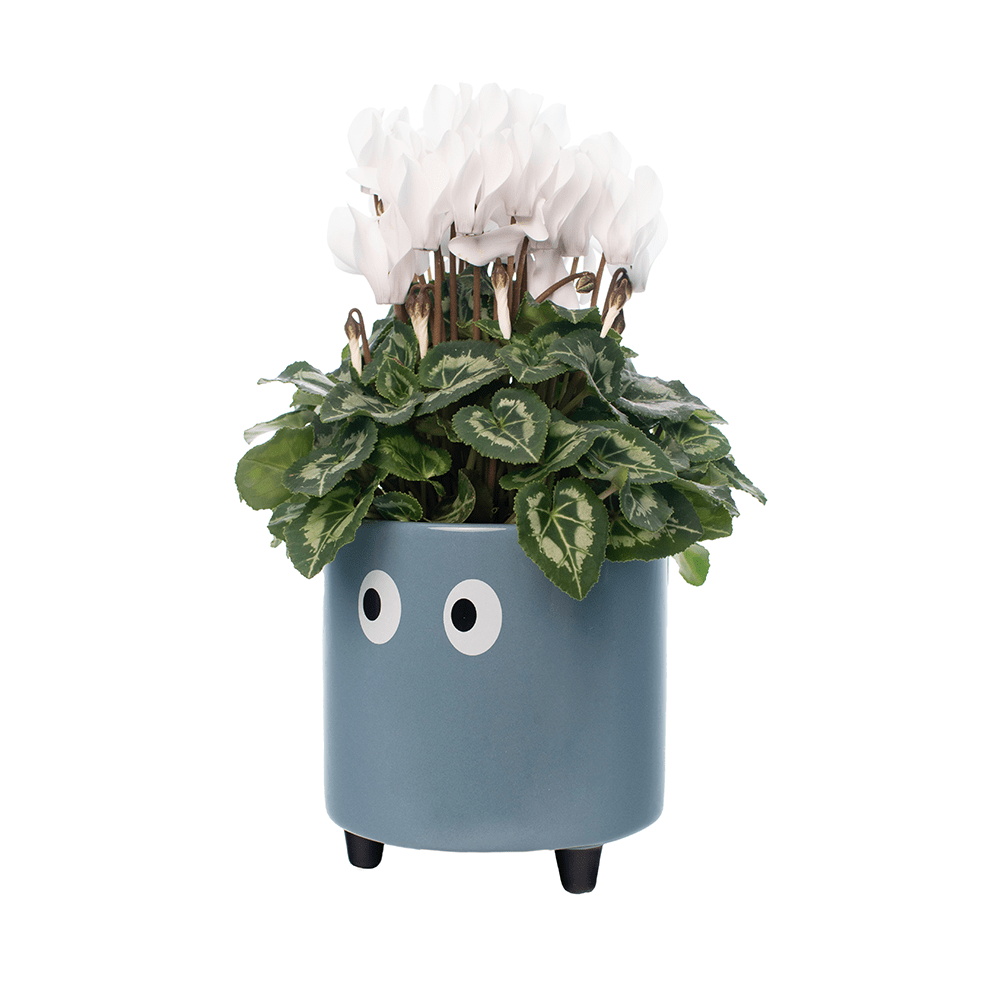 Macetero con ojos azul