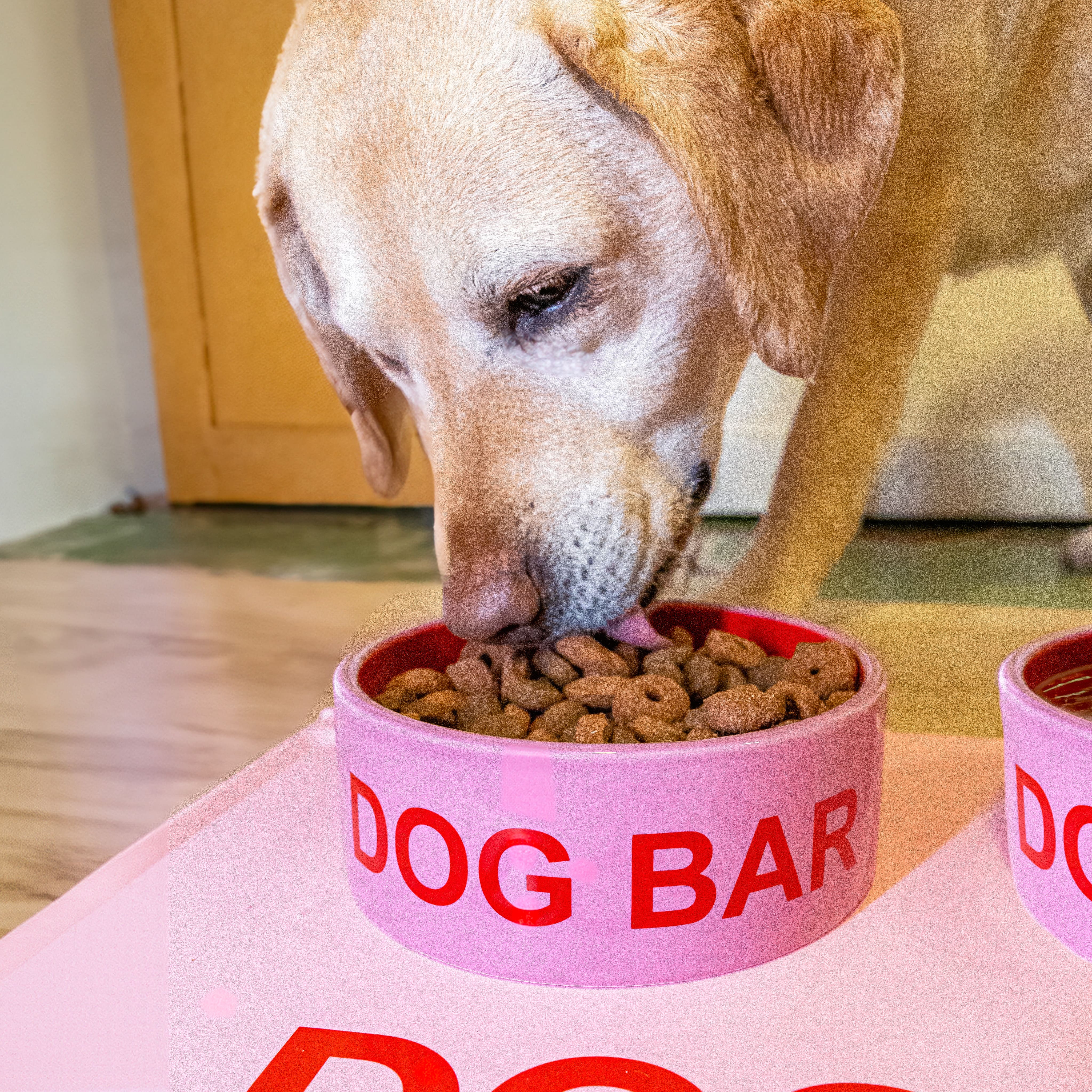 Comedero “Dog bar”