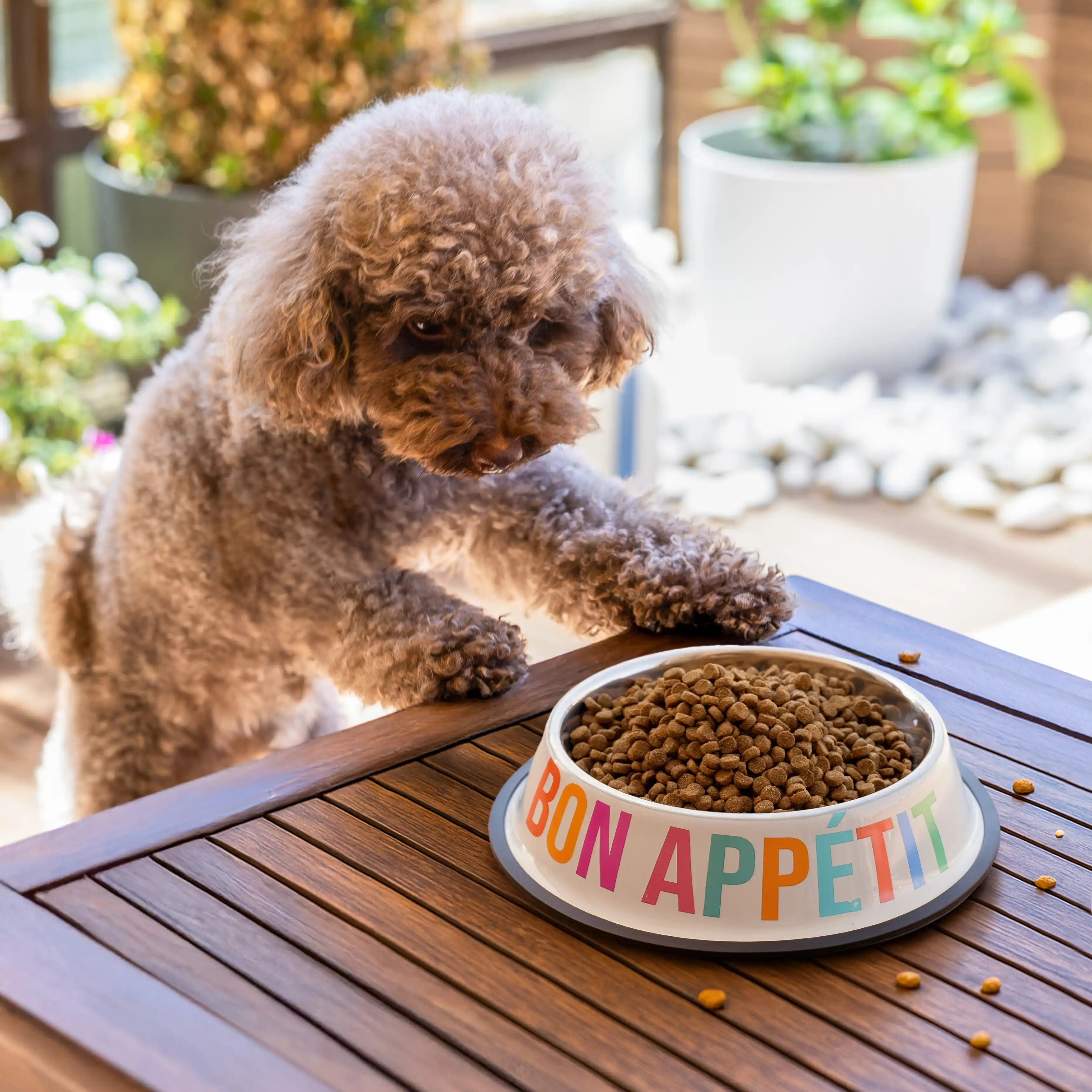 Comedero y bebedero “Bon appétit, à votre santé”
