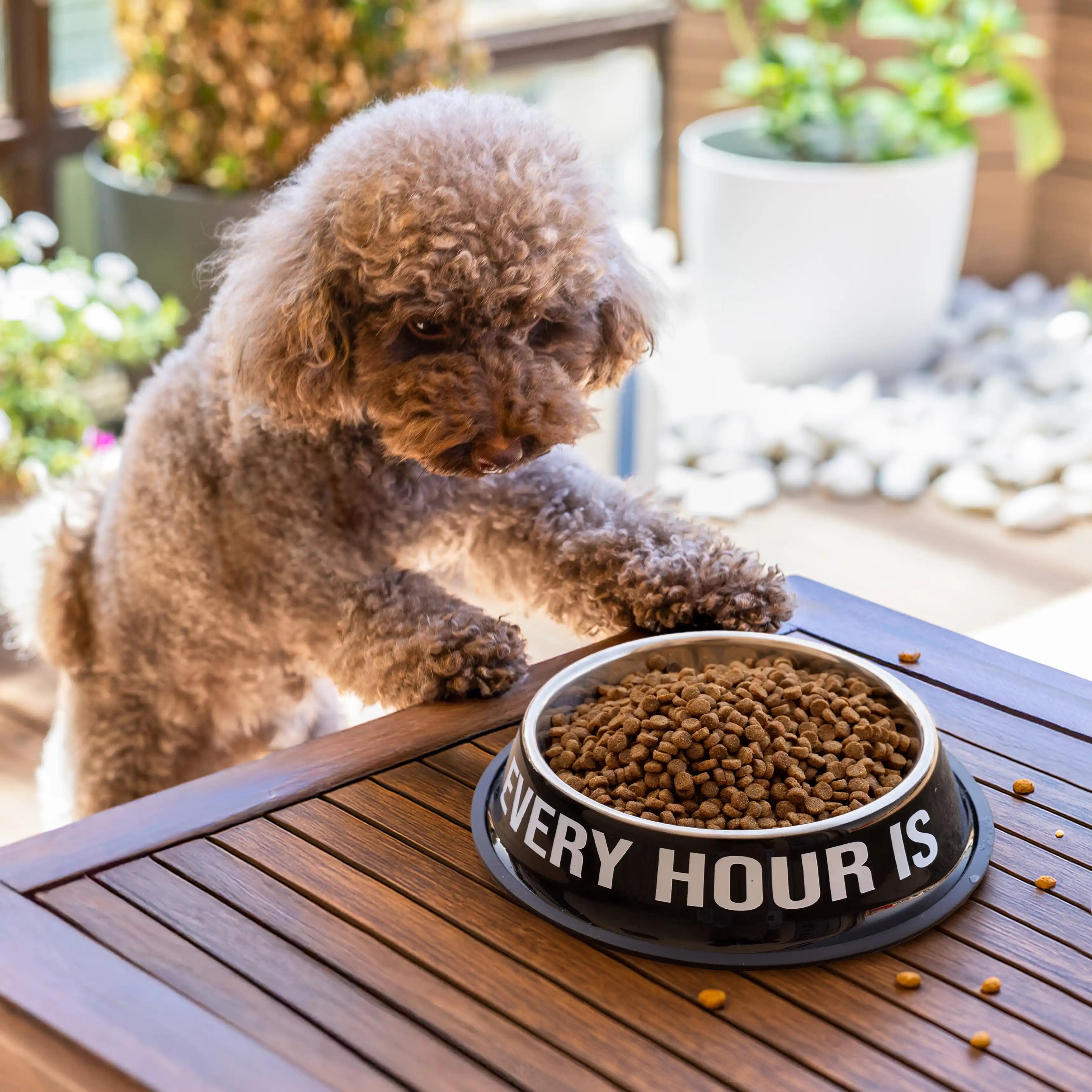 Comedero y bebedero “Happy hour”