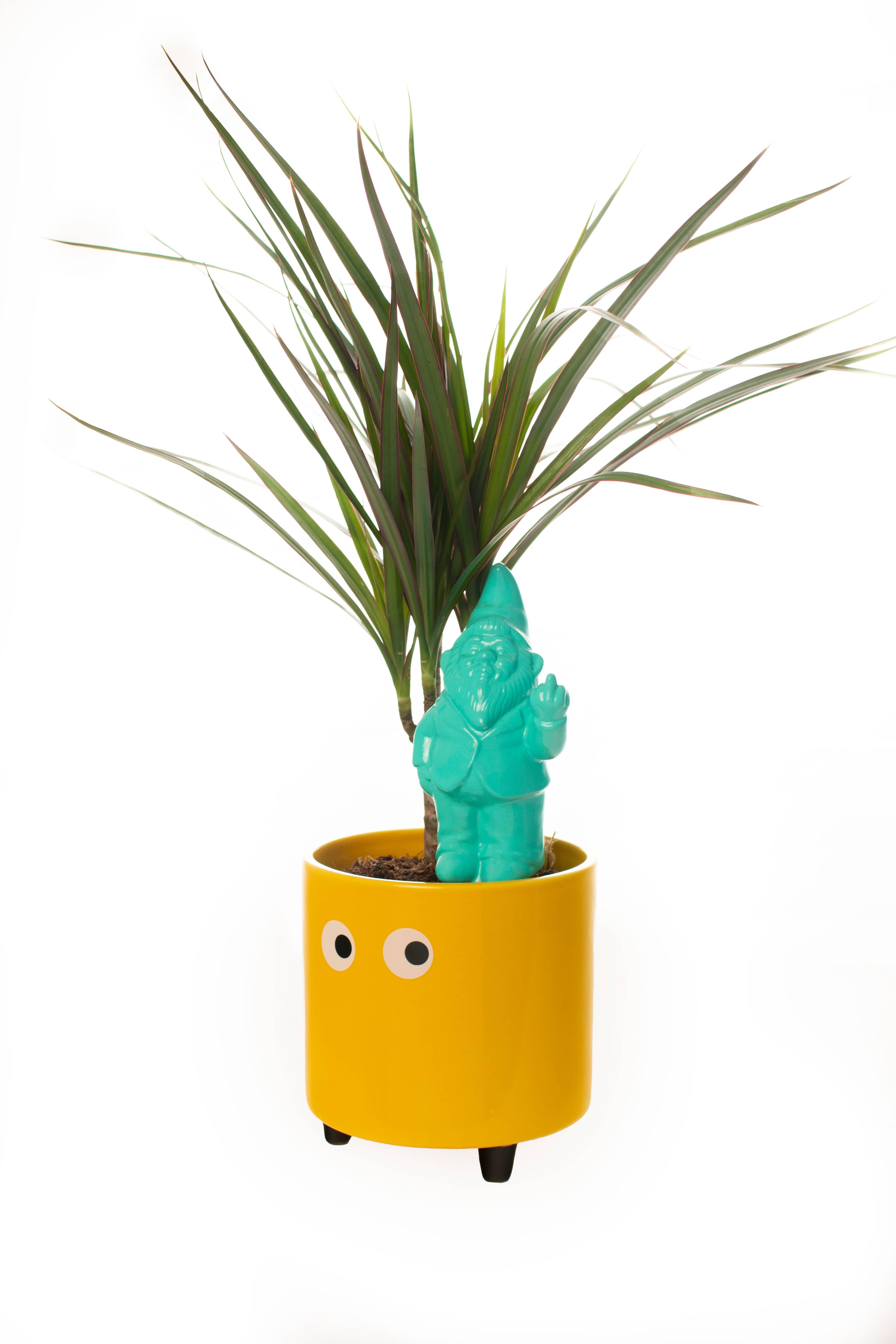 Autorriego gnomo menta