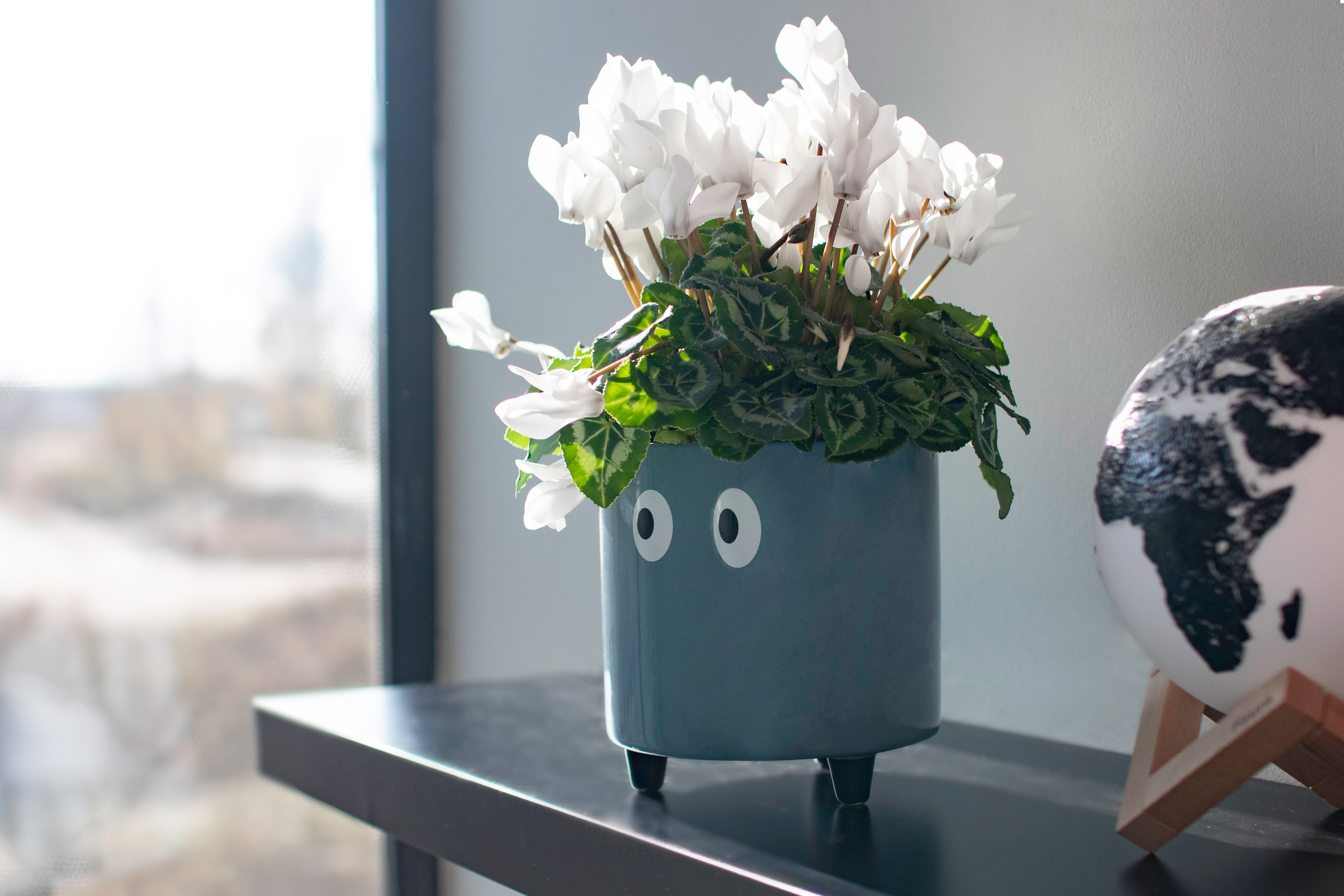 Macetero con ojos azul