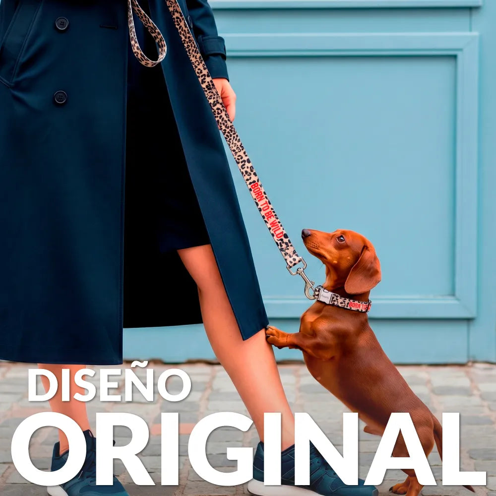 Pack de collar y correa "Born to be wild" S
