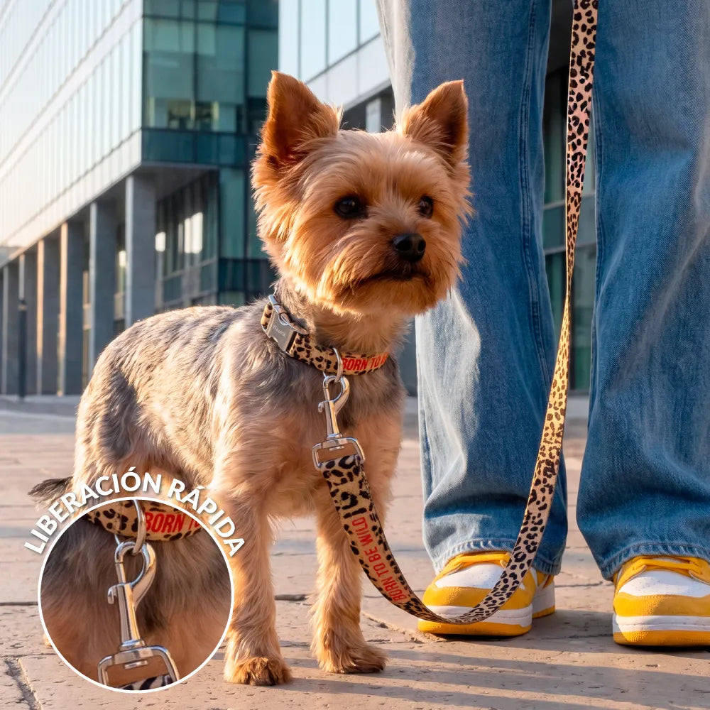 Pack de collar y correa "Born to be wild" S