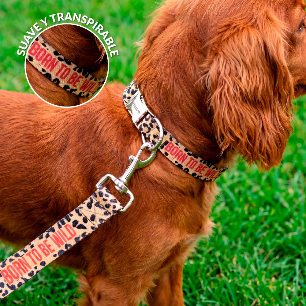 Pack de collar y correa "Born to be wild" S