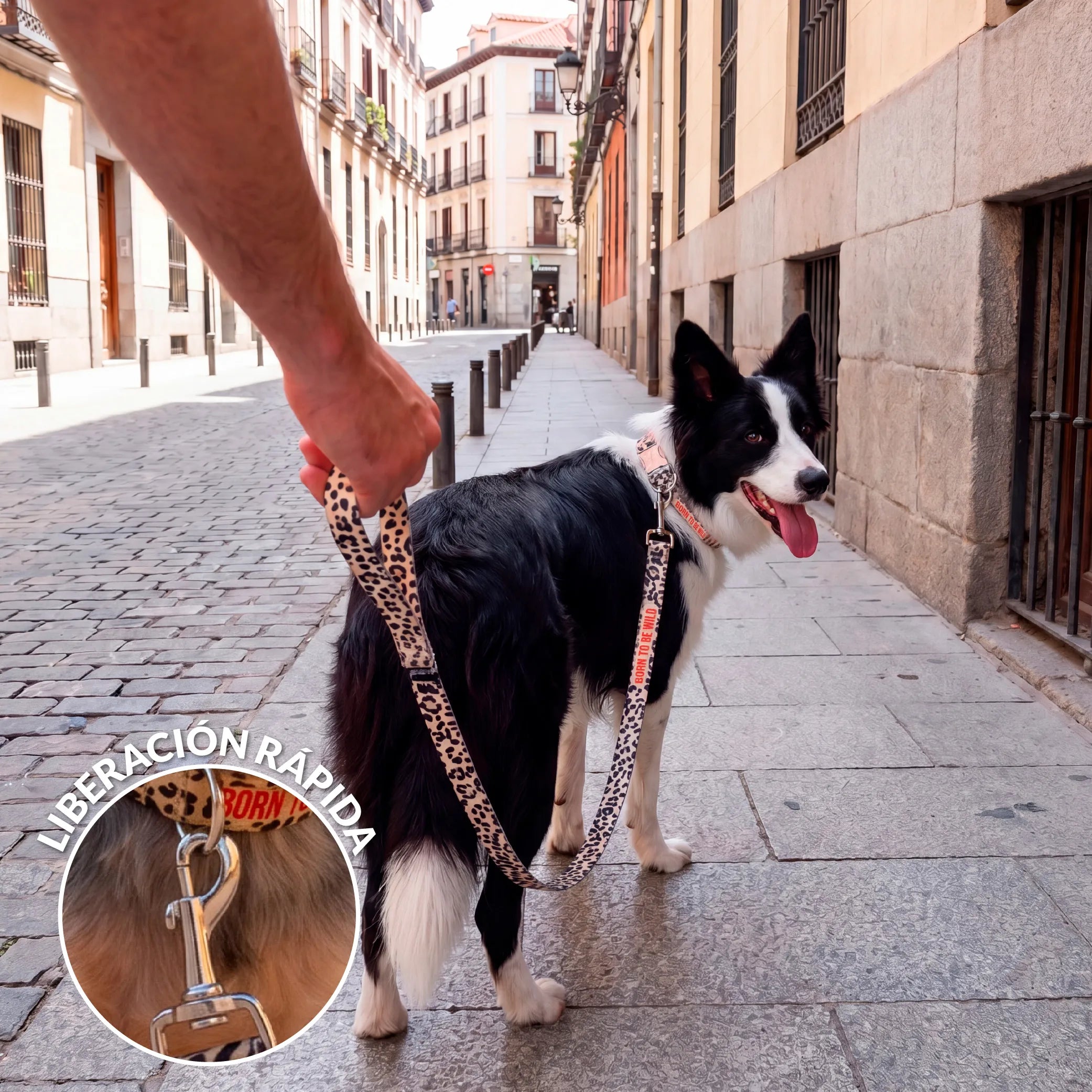 Pack de collar y correa "Born to be wild" L
