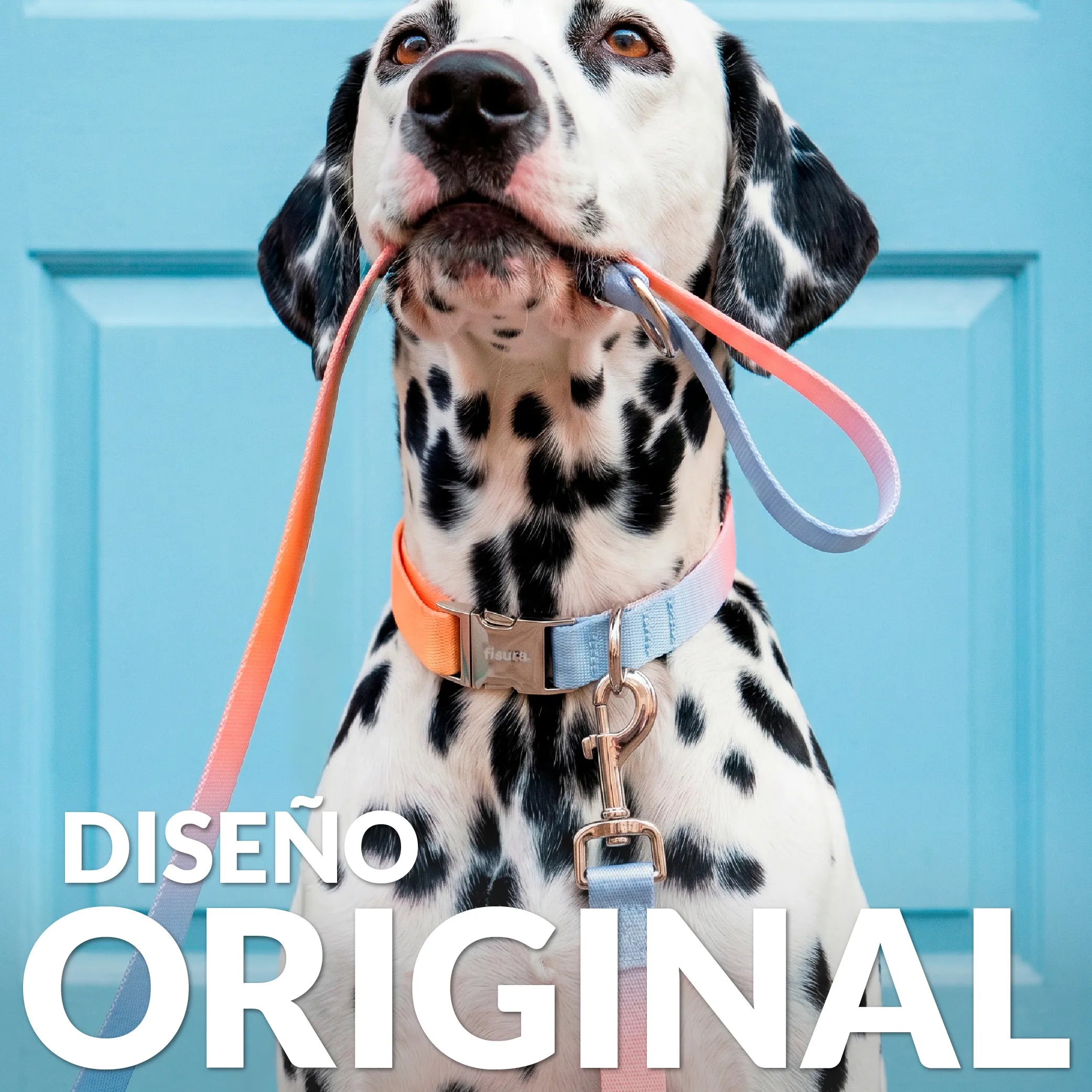 Pack collier et laisse effet dégradé L