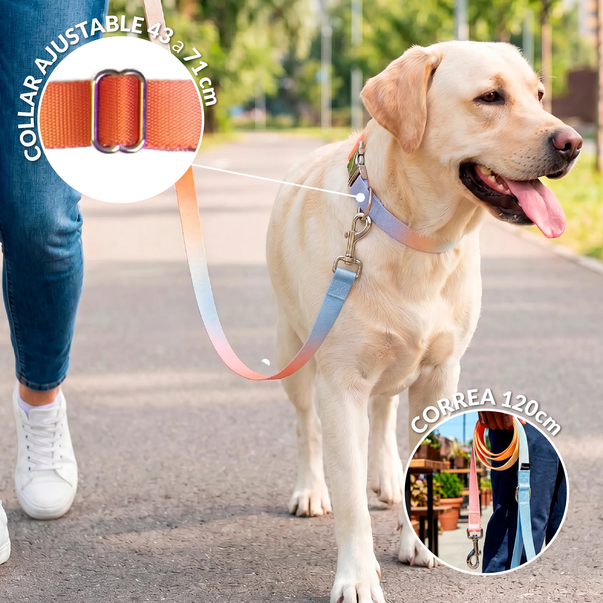 Pack collier et laisse effet dégradé L