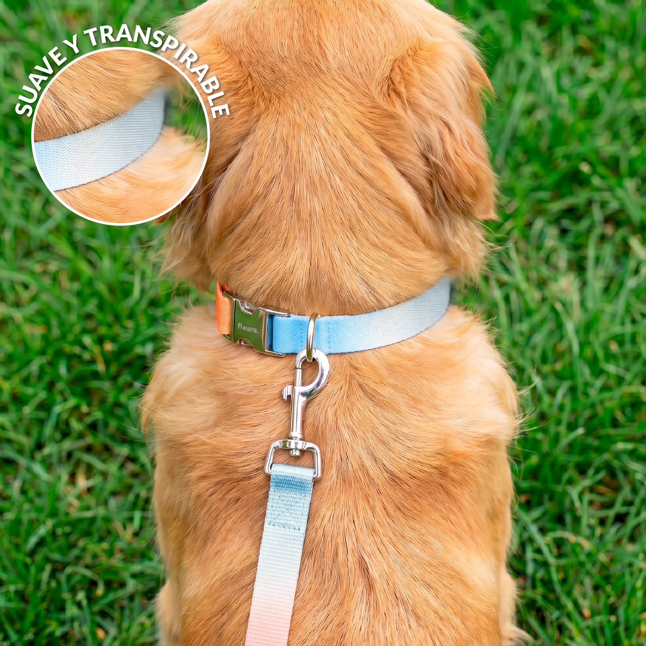 Pack collier et laisse effet dégradé L