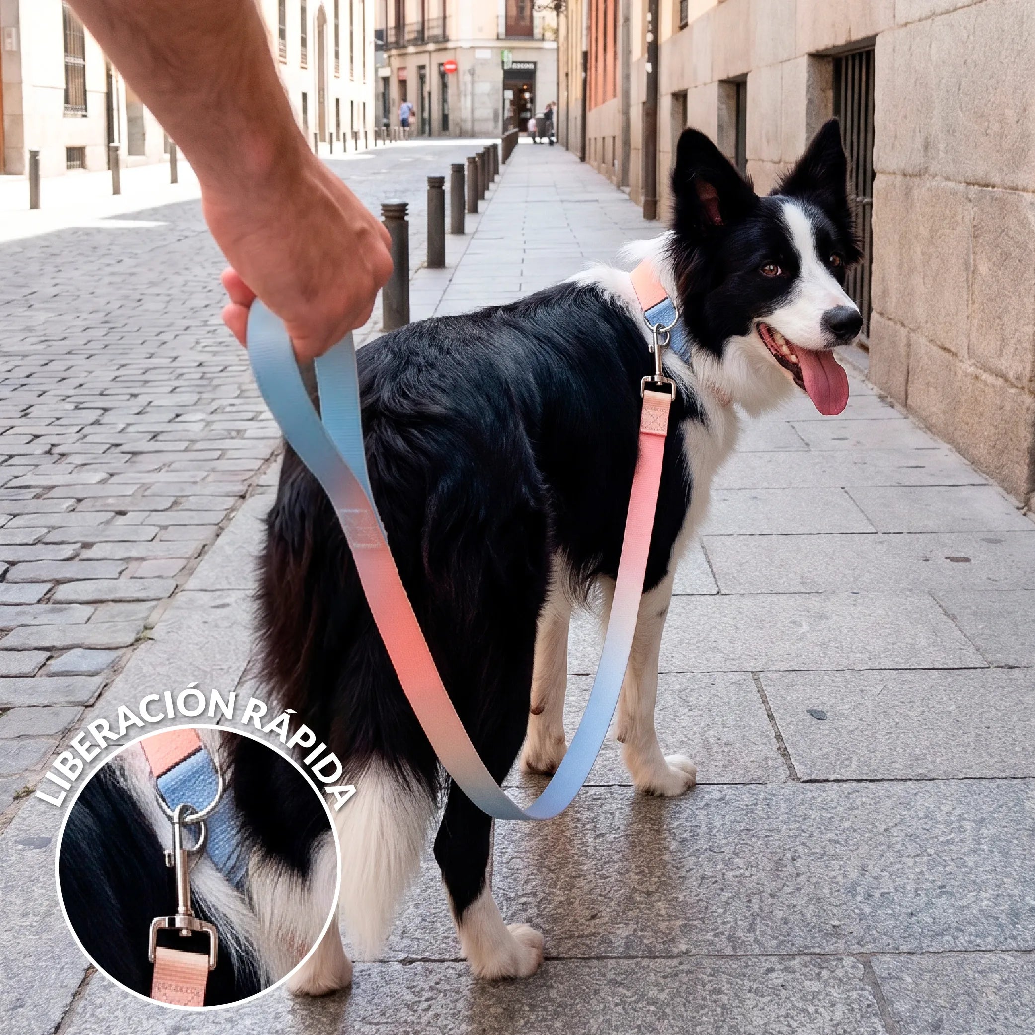 Pack collier et laisse effet dégradé L