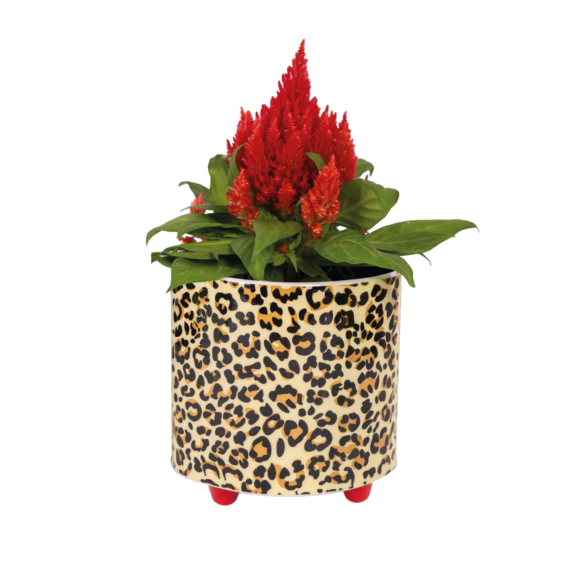 Macetero “Leopardo”