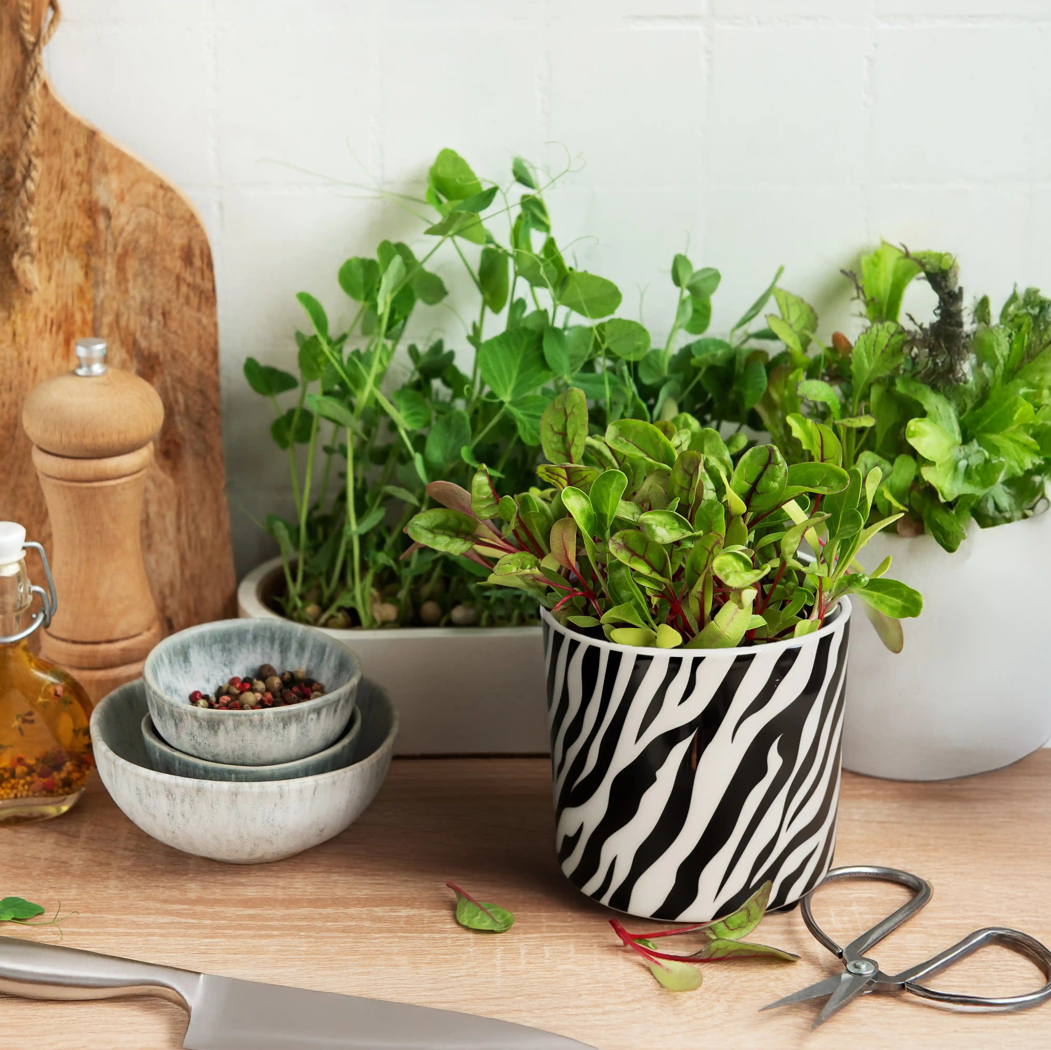 Macetero “Cebra”