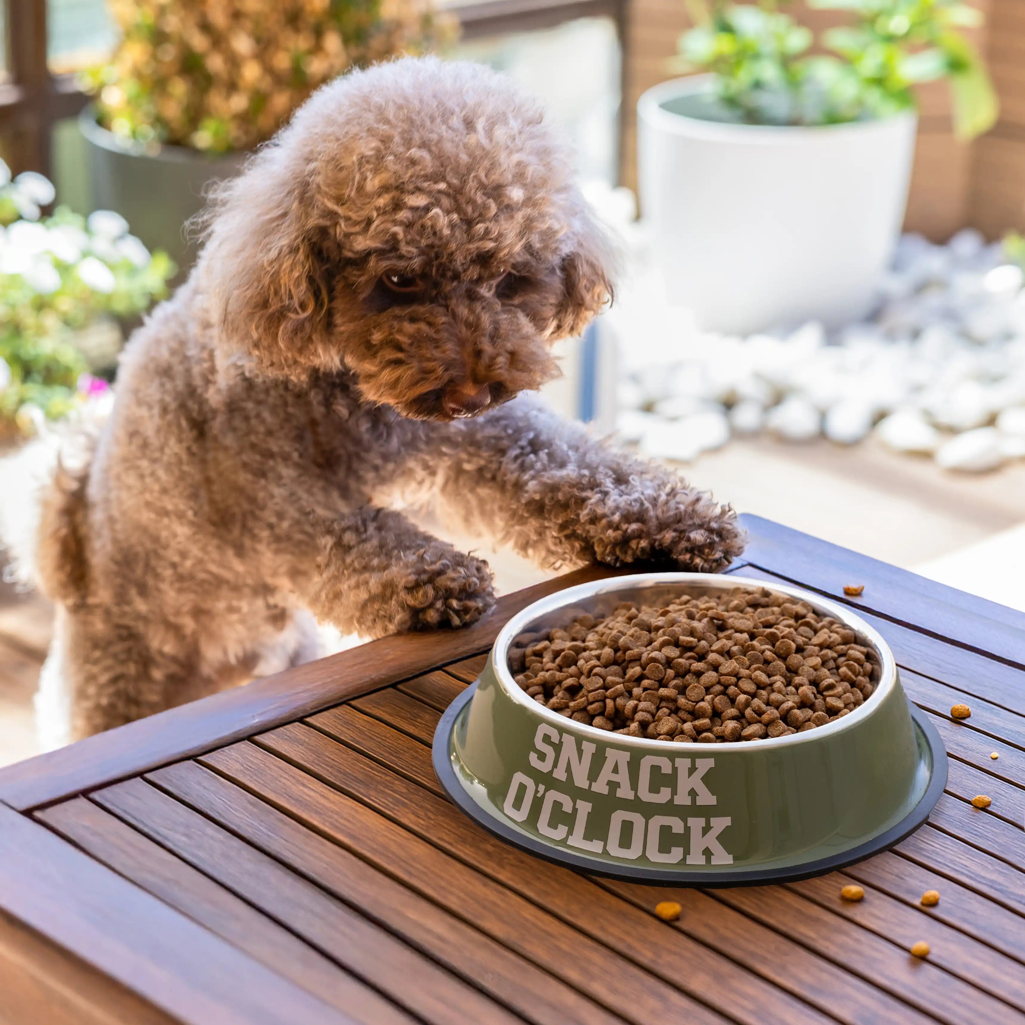 Comedero y bebedero “O’clock”